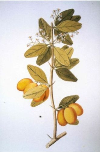 Barbadoes Wild Olive - Ximenia americana